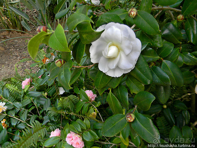 Зелёный оазис на холме Весны