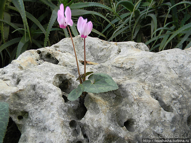 Зелёный оазис на холме Весны