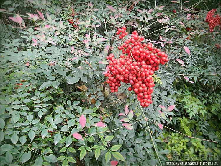 Зелёный оазис на холме Весны