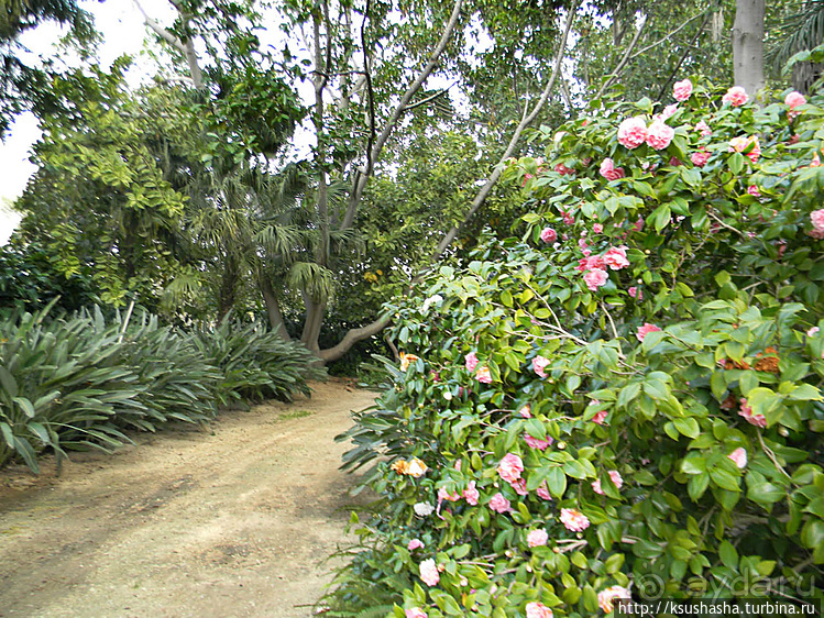 Зелёный оазис на холме Весны