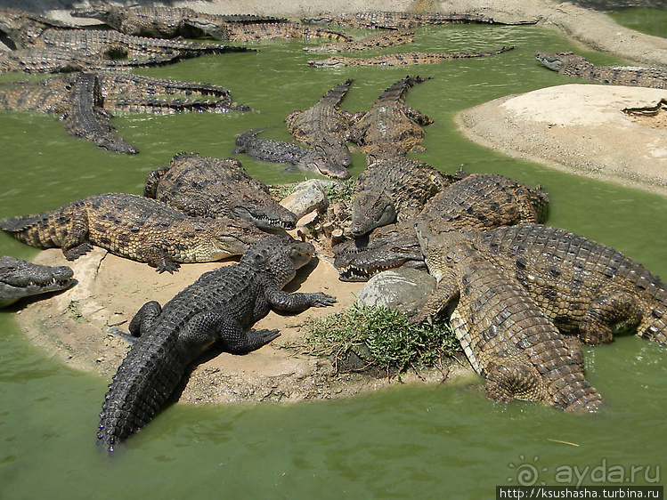 Кокодрилы в Торремолиносе
