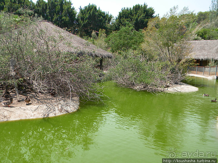 Кокодрилы в Торремолиносе