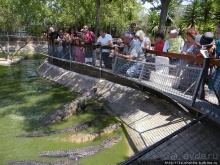 Кокодрилы в Торремолиносе