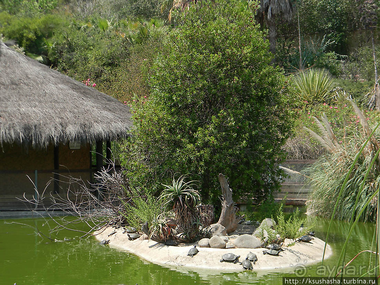 Альбом отзыва "Кокодрилы в Торремолиносе"