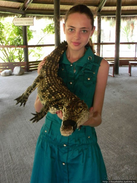 Альбом отзыва "Кокодрилы в Торремолиносе"