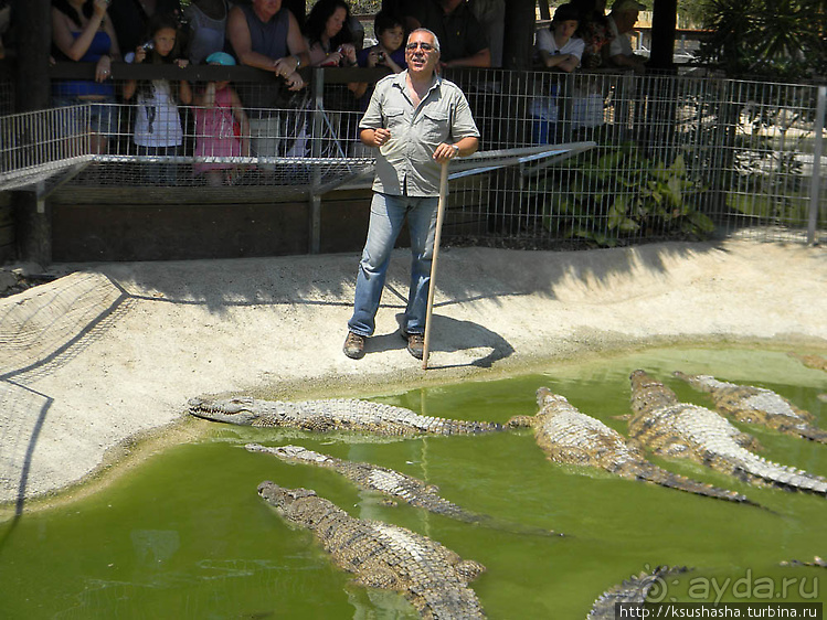 Альбом отзыва "Кокодрилы в Торремолиносе"