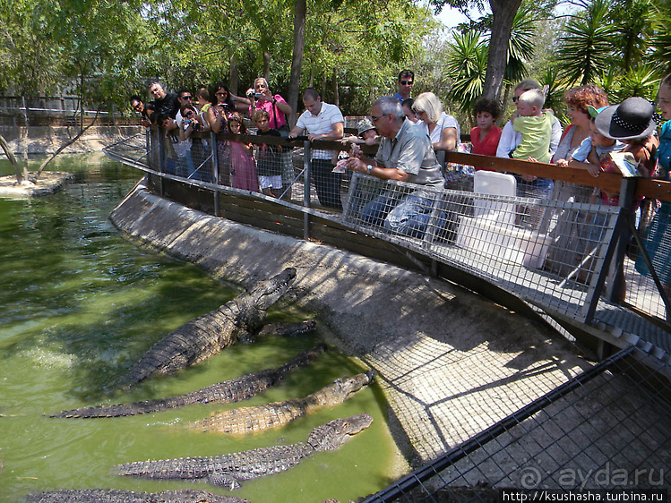 Альбом отзыва "Кокодрилы в Торремолиносе"