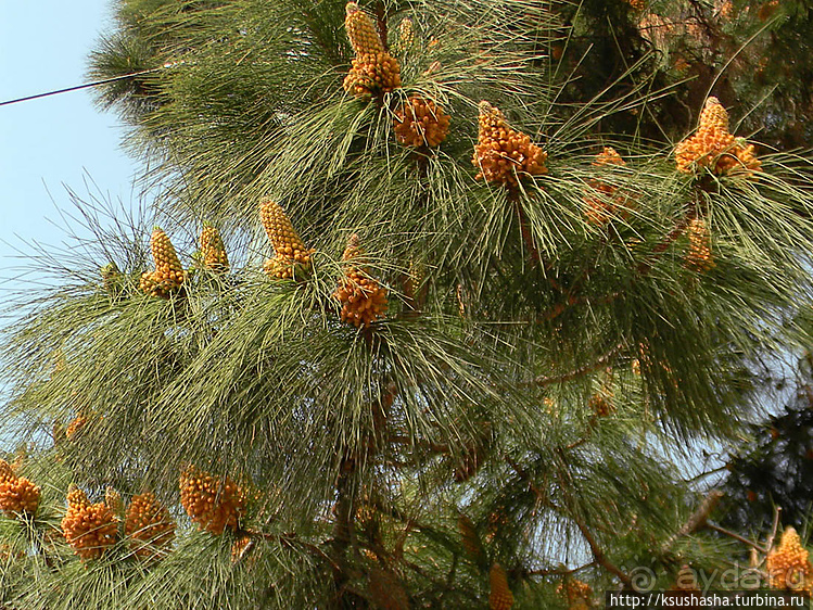 От Тесея до Гефеста
