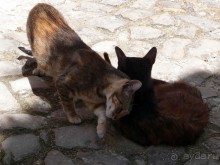 Обидуш (ч.2) Маленький и многогранный