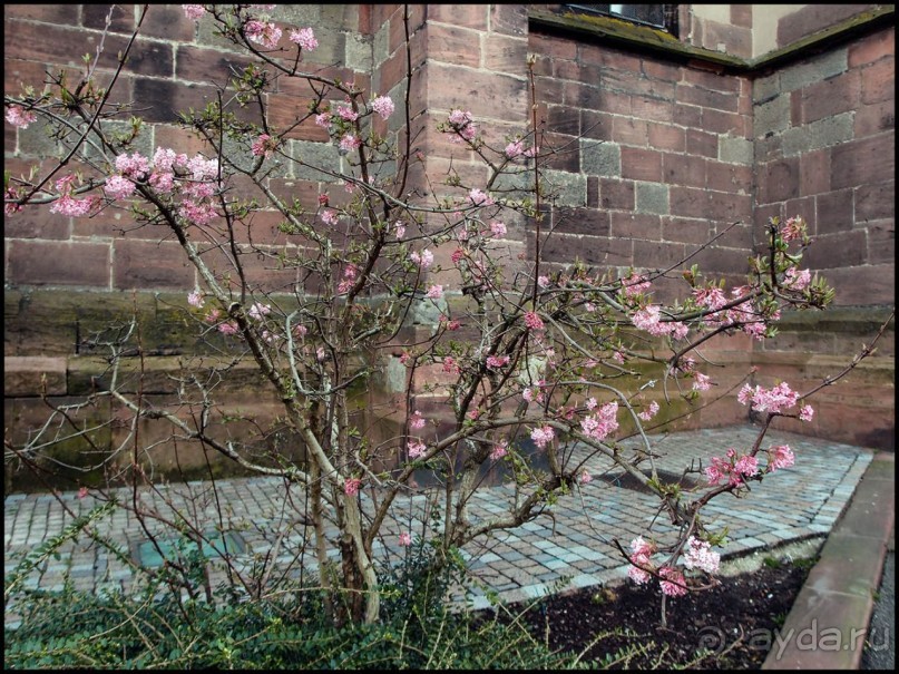 Селеста (ч.1) Мал золотник, да дорог