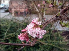 Селеста (ч.1) Мал золотник, да дорог