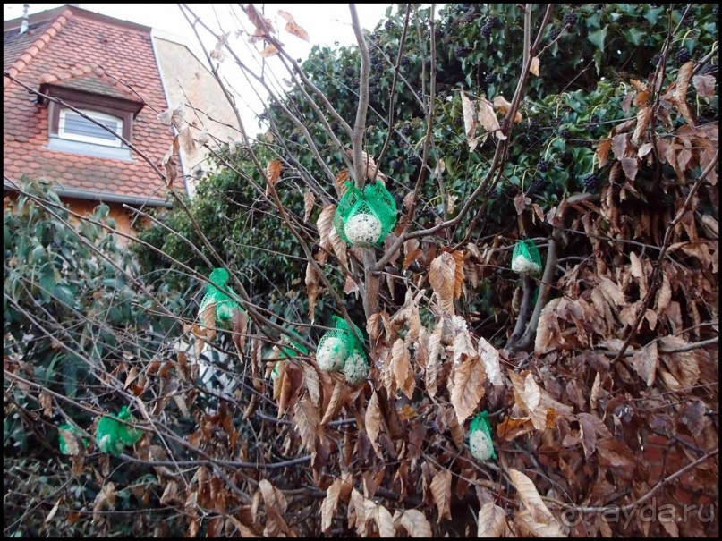 Селеста (ч.1) Мал золотник, да дорог