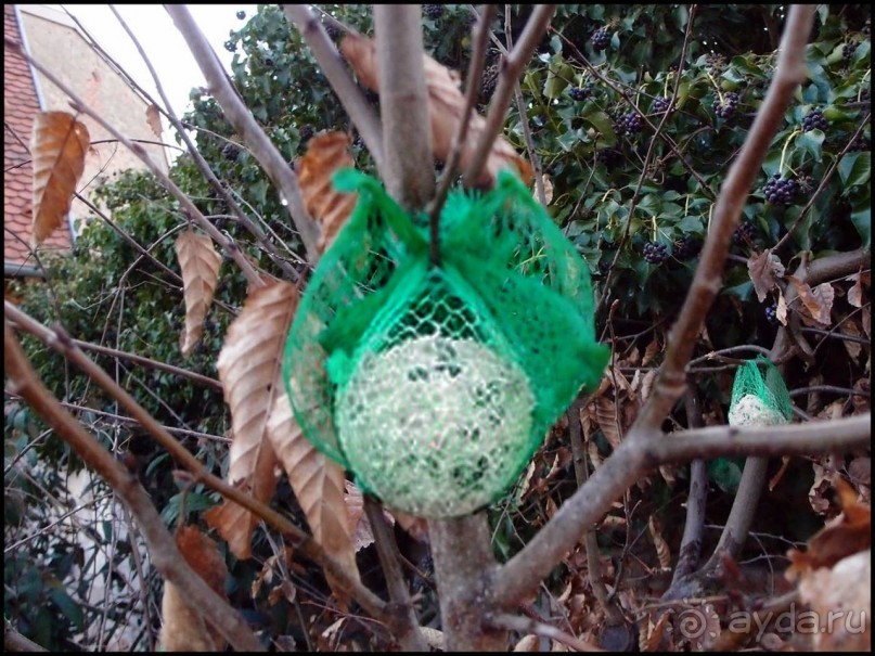 Селеста (ч.1) Мал золотник, да дорог