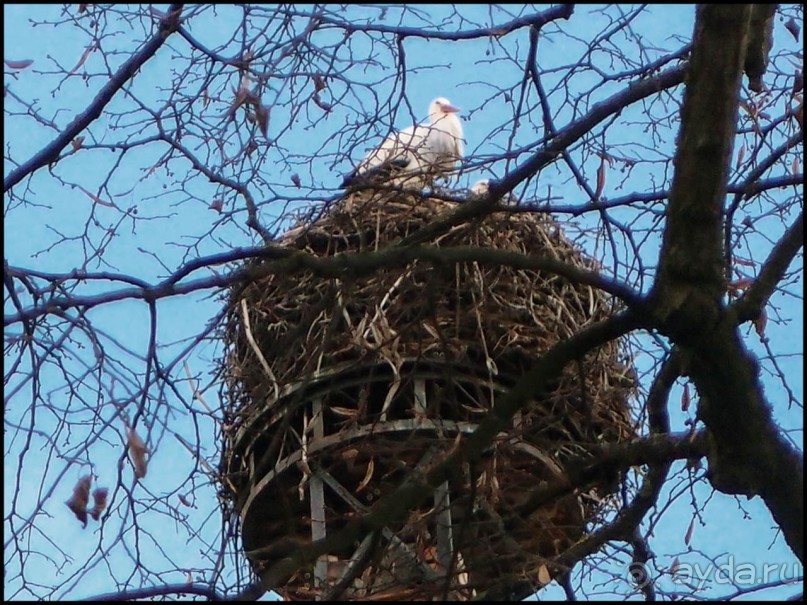 Селеста (ч.1) Мал золотник, да дорог