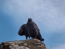 Камень Красноречия