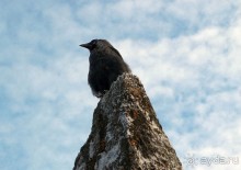 Альбом отзыва "Камень Красноречия"