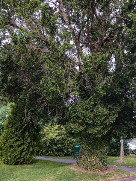 Камень Красноречия