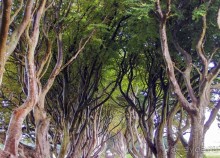 Темная аллея