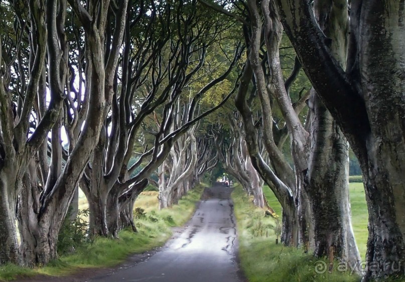 Темная аллея