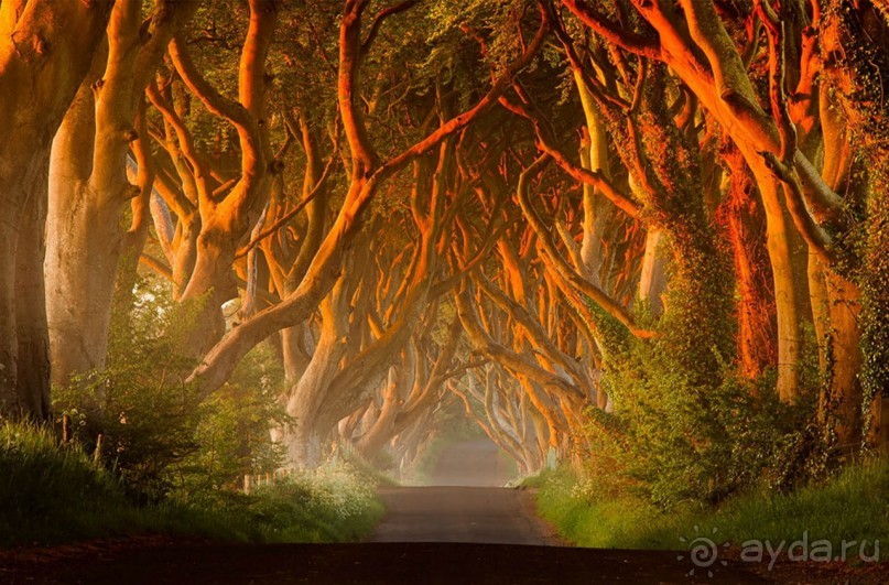 Темная аллея