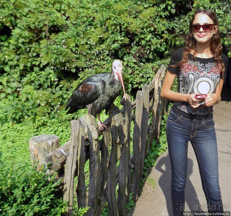 Здравствуй, аист-Марабу