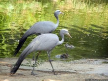 Здравствуй, аист-Марабу