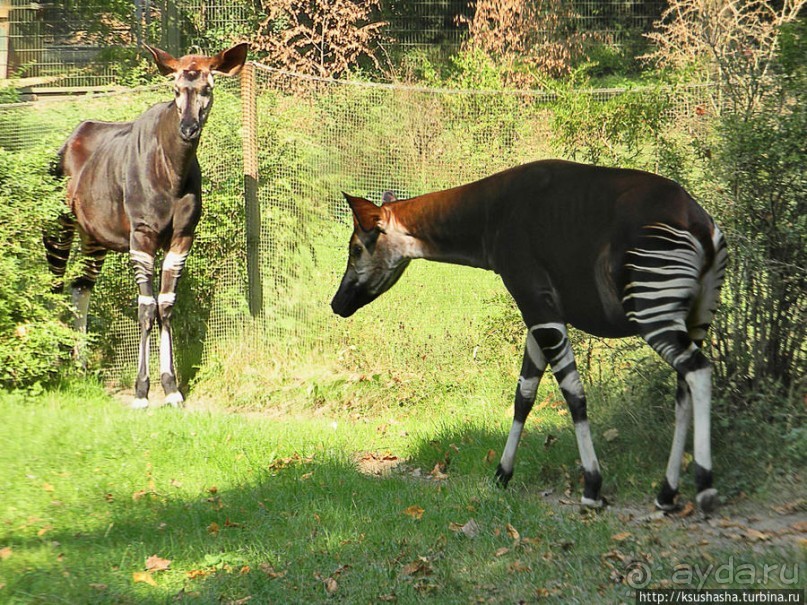 Здравствуй, аист-Марабу