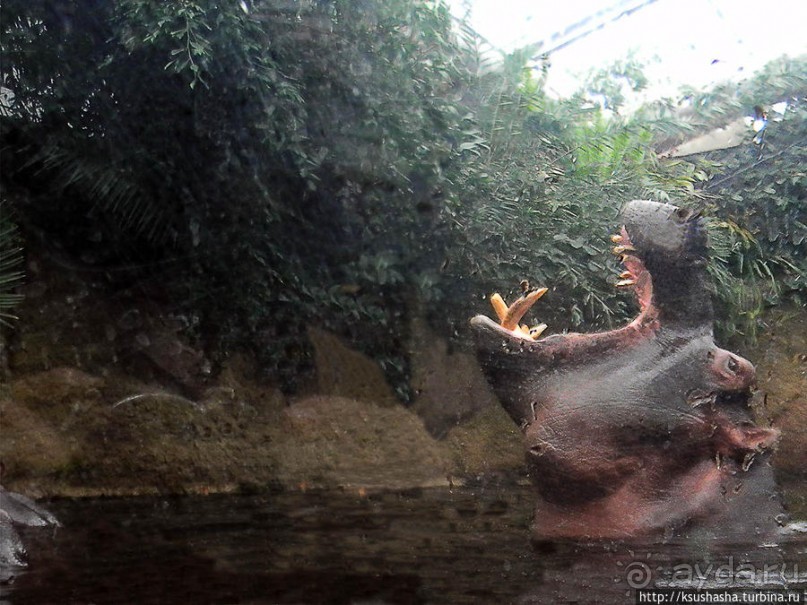 Здравствуй, аист-Марабу