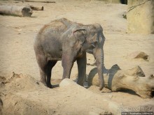 Здравствуй, аист-Марабу