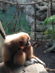 Здравствуй, аист-Марабу