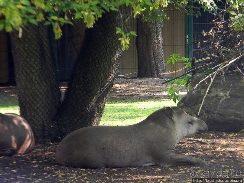 Здравствуй, аист-Марабу