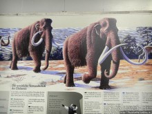 Здравствуй, аист-Марабу