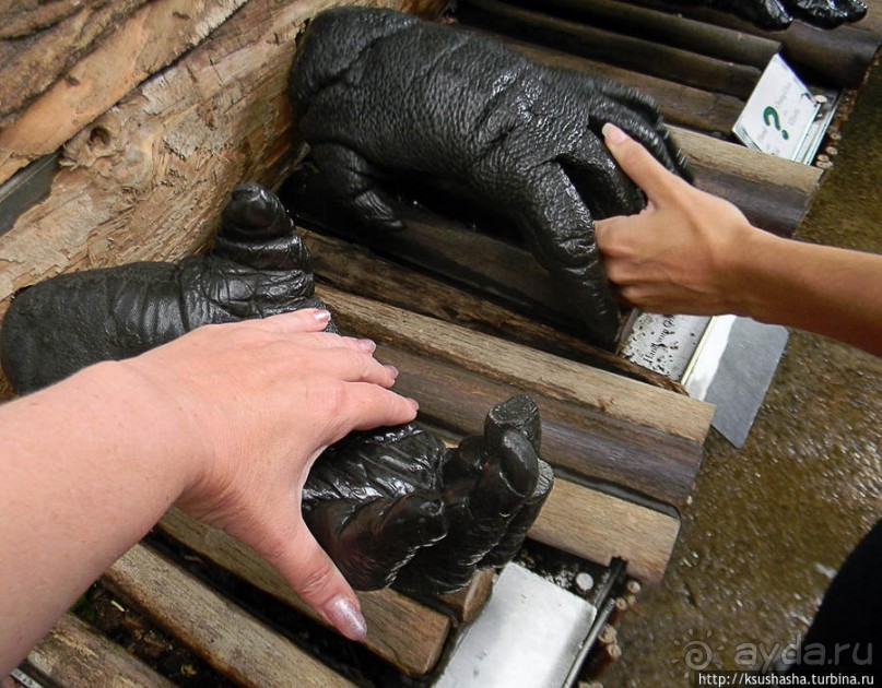 Здравствуй, аист-Марабу