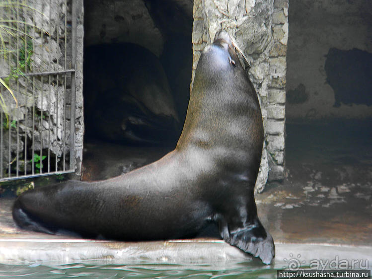 Здравствуй, аист-Марабу