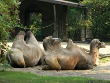 Здравствуй, аист-Марабу