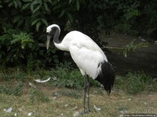 Здравствуй, аист-Марабу
