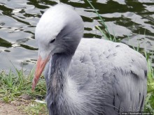 Здравствуй, аист-Марабу