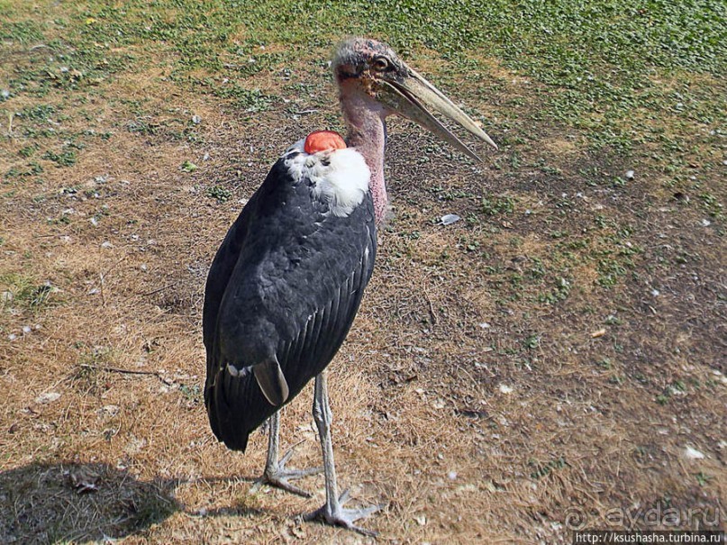 Здравствуй, аист-Марабу