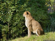 Здравствуй, аист-Марабу