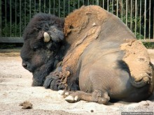 Здравствуй, аист-Марабу