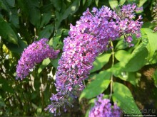 Здравствуй, аист-Марабу