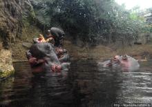 Здравствуй, аист-Марабу