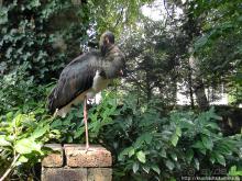 Здравствуй, аист-Марабу