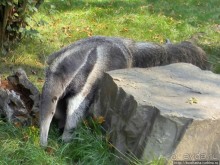 Здравствуй, аист-Марабу