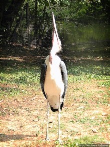 Здравствуй, аист-Марабу