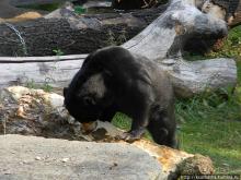 Здравствуй, аист-Марабу