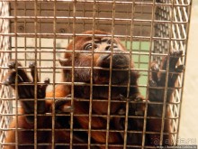 Здравствуй, аист-Марабу