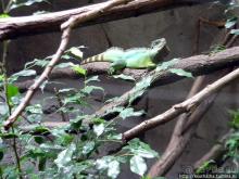 Здравствуй, аист-Марабу