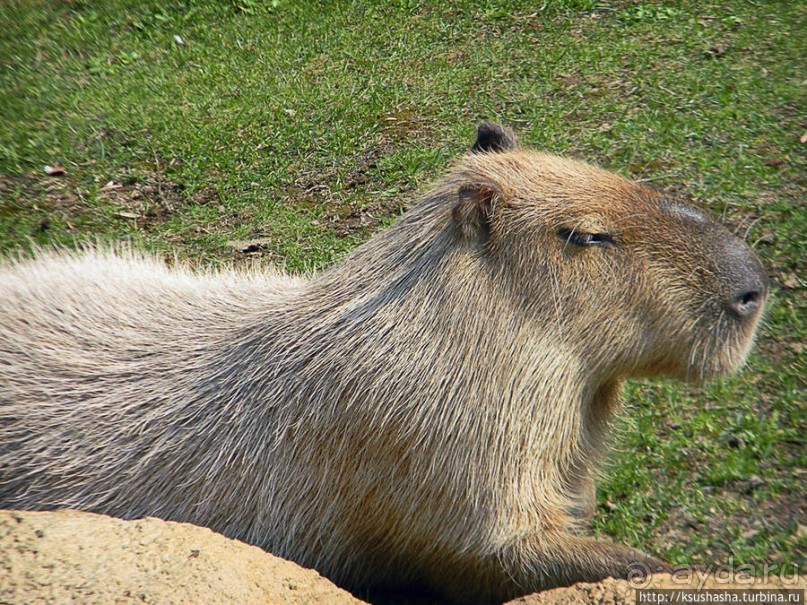 Здравствуй, аист-Марабу