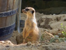 Здравствуй, аист-Марабу